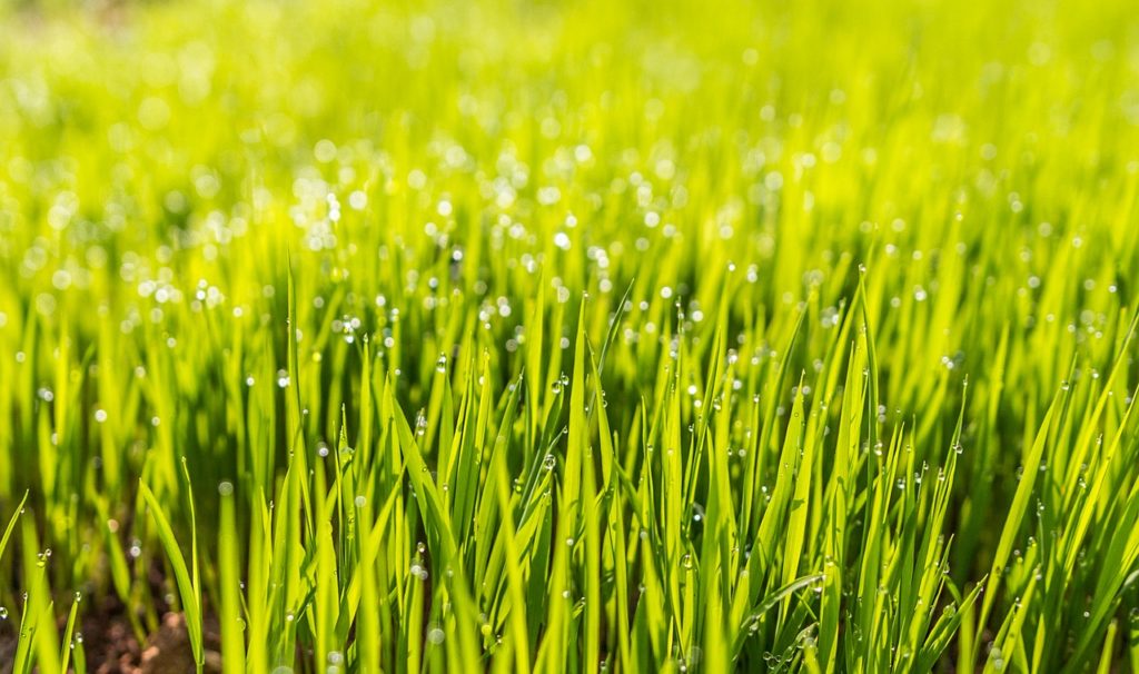 dew, field, grass